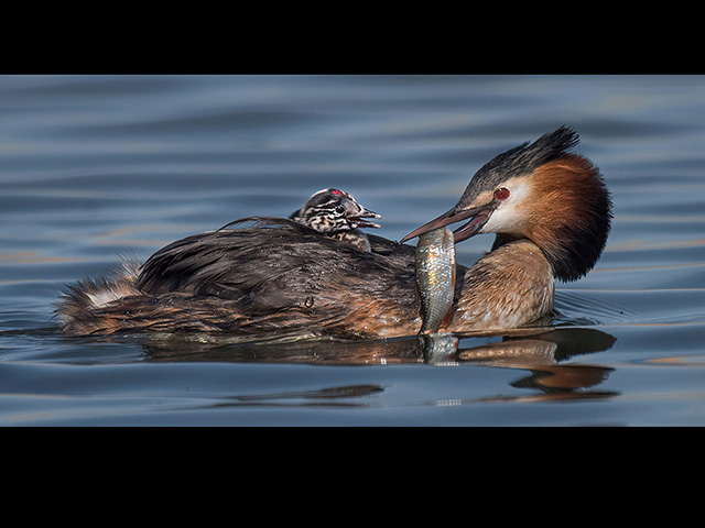 Great-Crested-Grebe-attempting-to-feed-chick.jpg